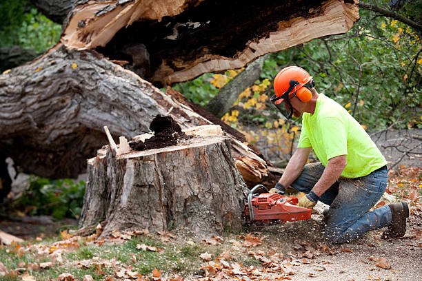 Leaf Removal in East Liverpool, OH