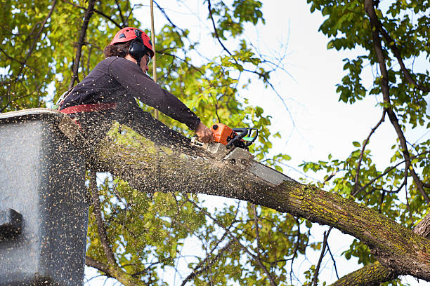 Professional Tree Services in East Liverpool, OH