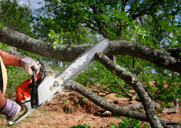 Best Fruit Tree Pruning  in East Liverpool, OH